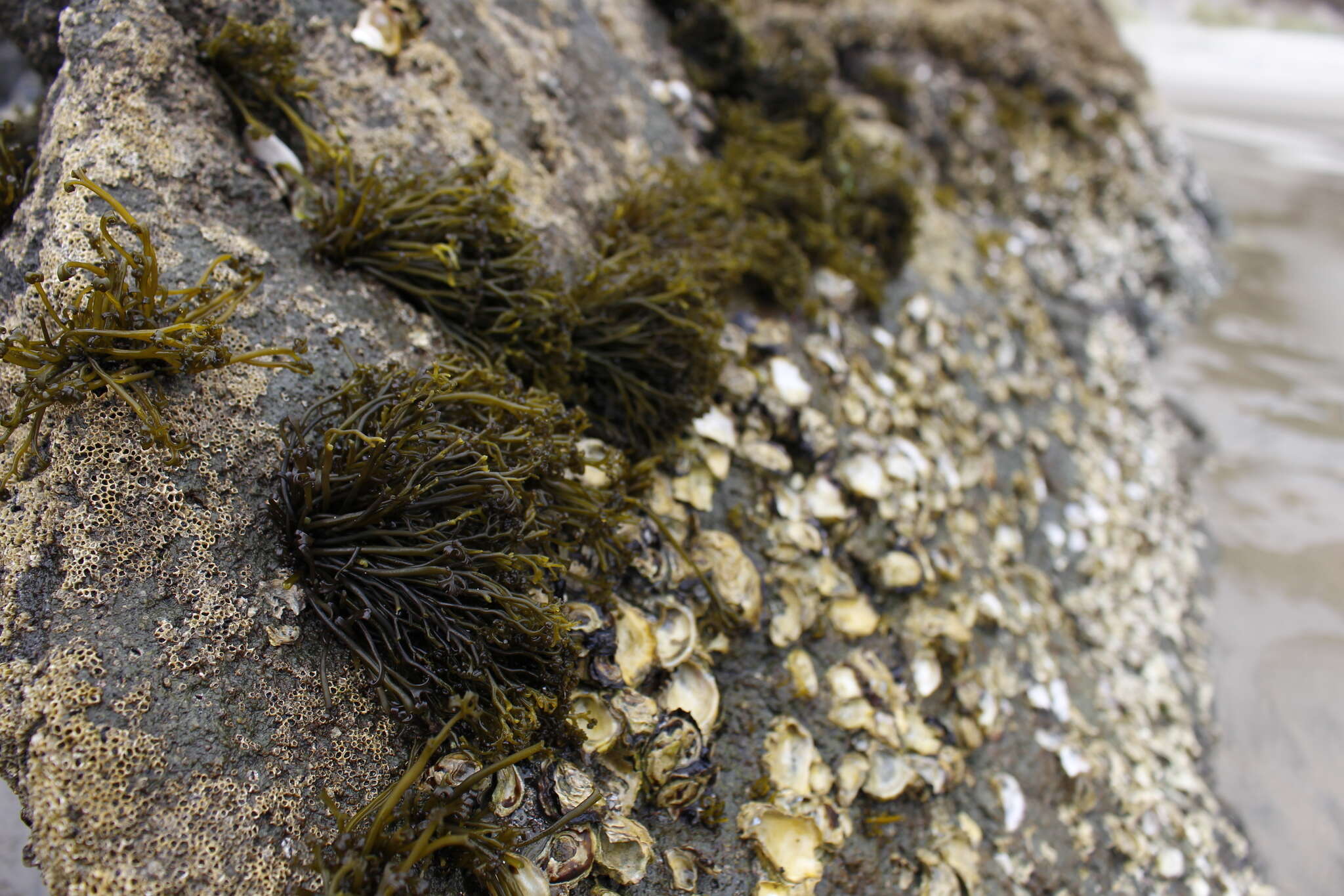 Image of Psilophycus alveatus (Turner) W. A. Nelson, Leister & Hommersand 2011