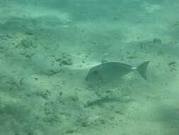 Image of Horseface Unicornfish