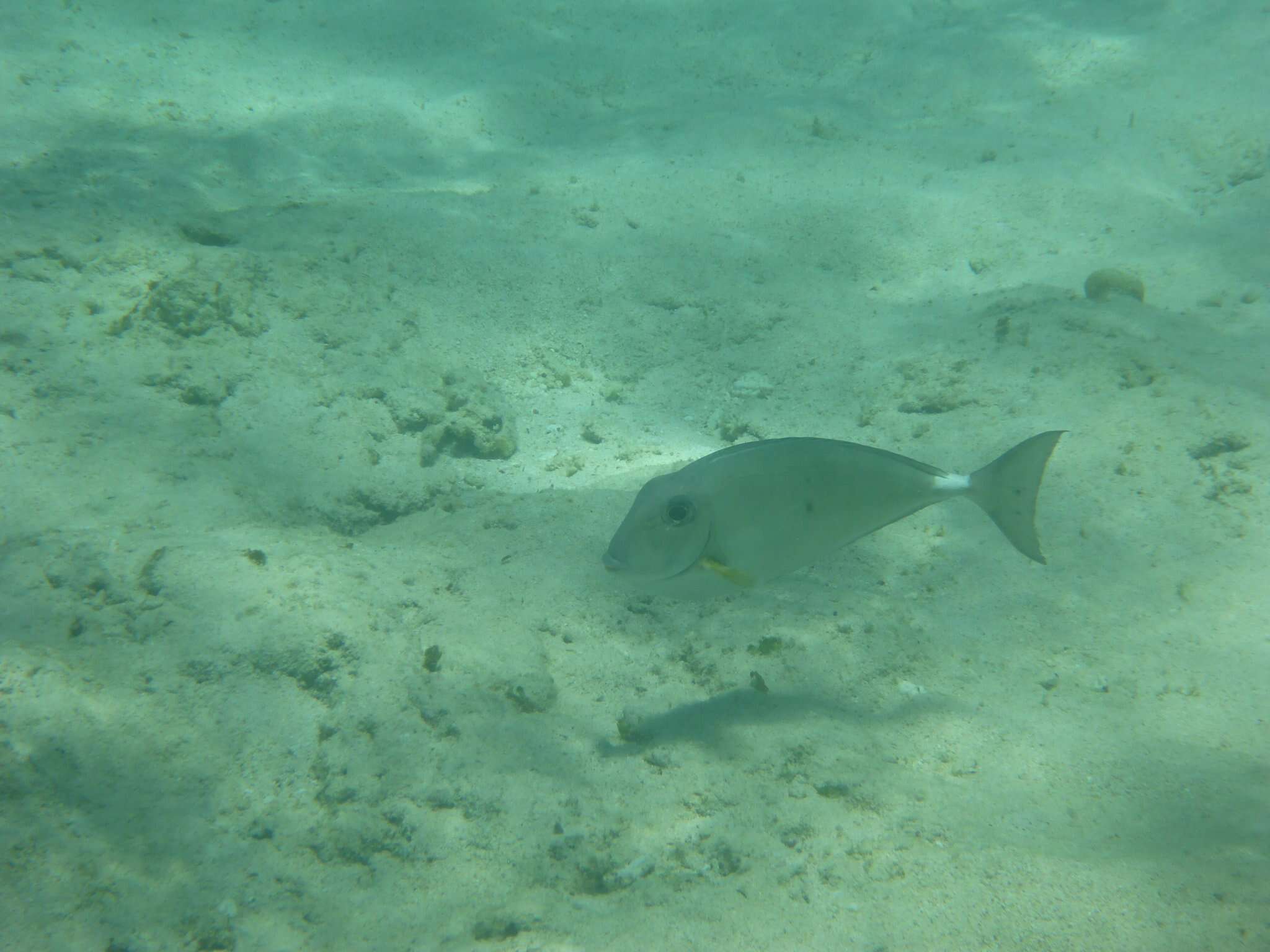 Image of Horseface Unicornfish