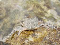 Image of marbled rock crab