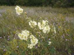 Image of Alcea rugosa Alef.