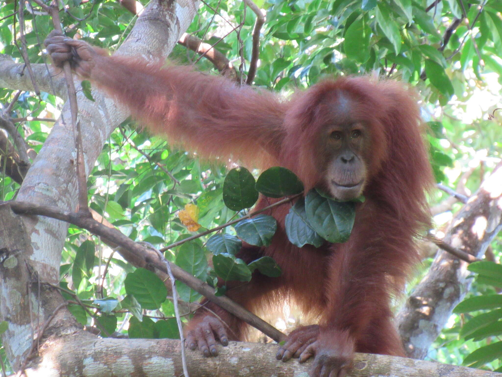 Image of Sumatran orangutan