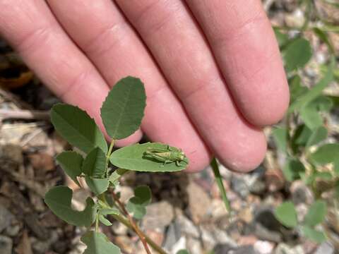 Melanoplus lakinus (Scudder & S. H. 1878)的圖片