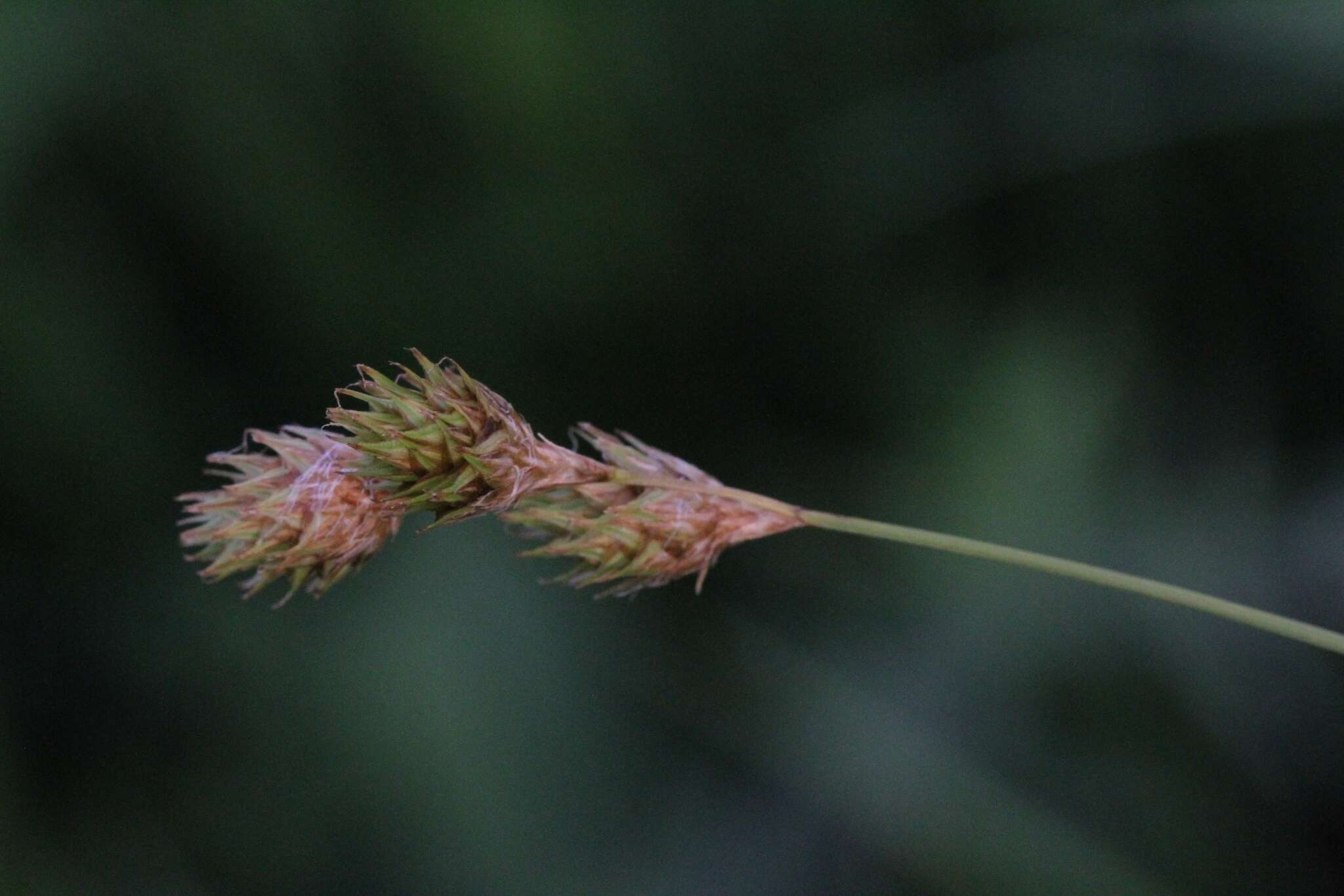 Image of Bicknell's sedge