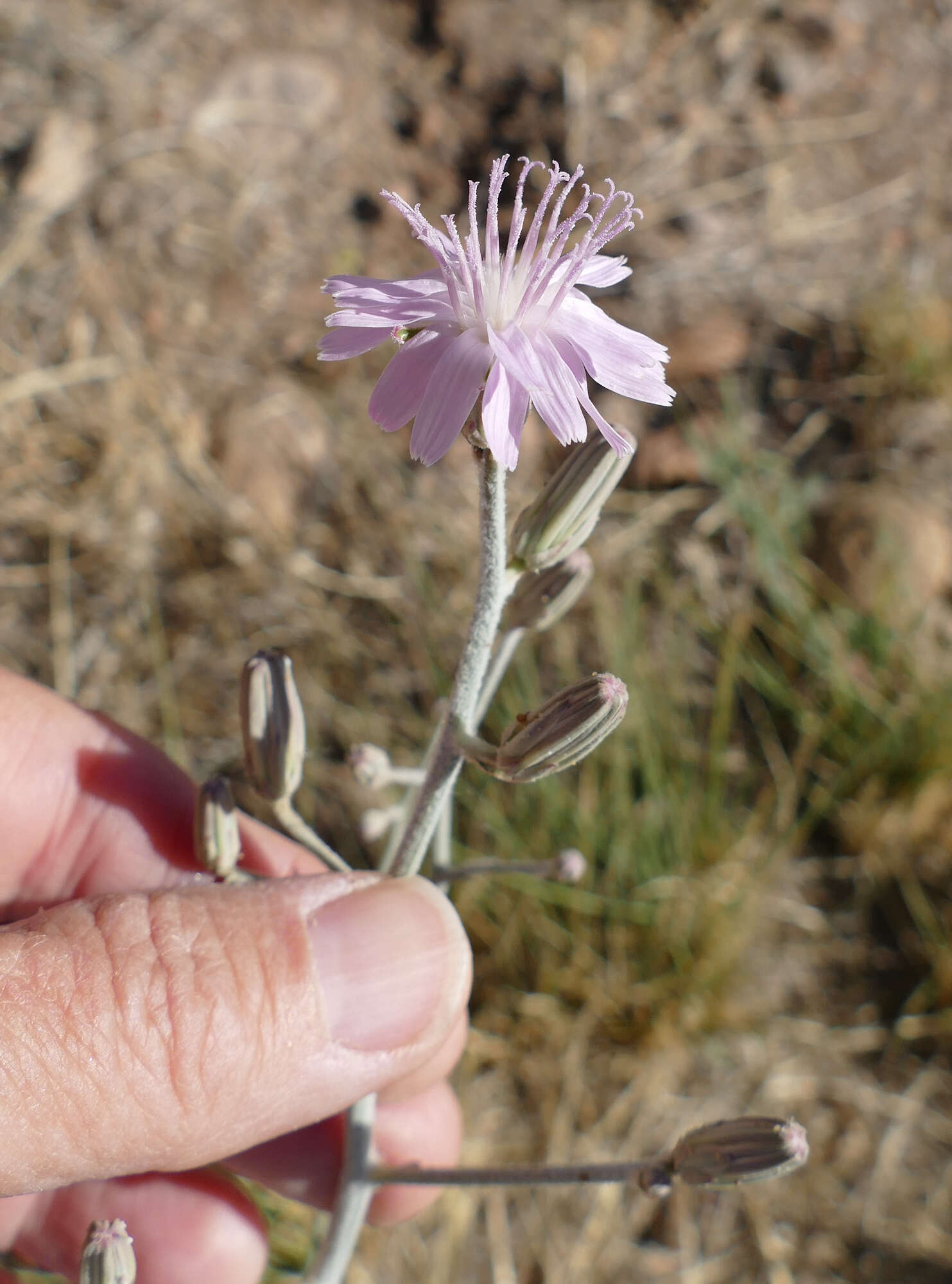 Image of Thurber's wirelettuce