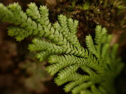 Image of medicinal spikemoss