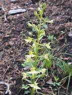 Слика од Platanthera chlorantha (Custer) Rchb.