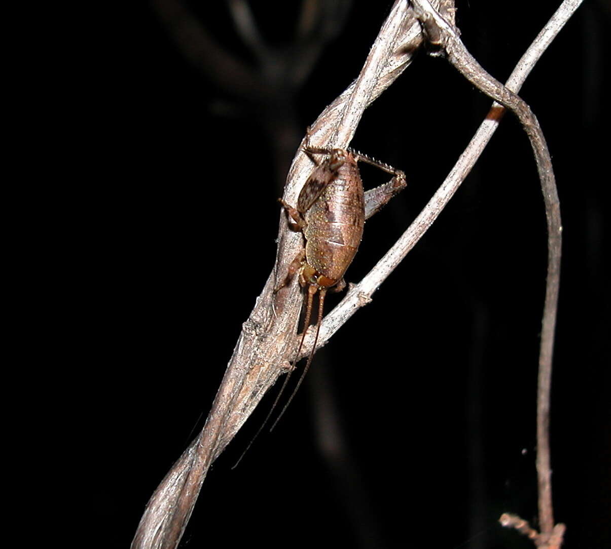 Image of Gammarotettix bilobatus (Thomas & C. 1872)