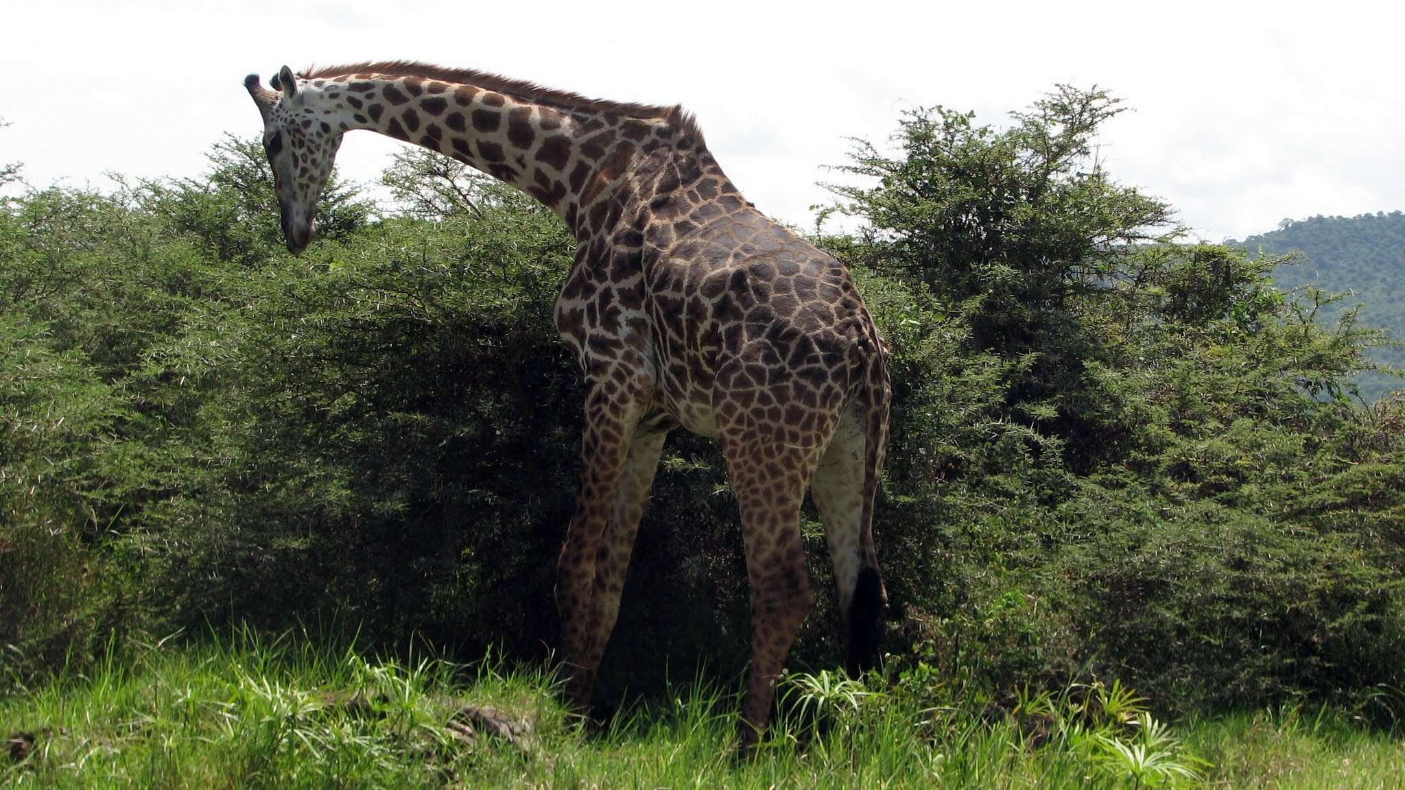 Image of Giraffa camelopardalis tippelskirchi Matschie 1898