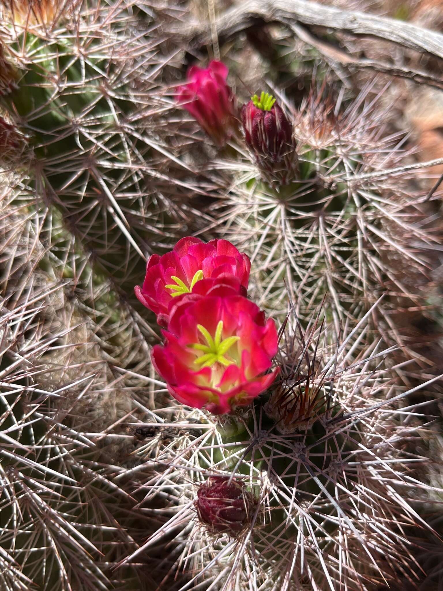 Image de Echinocereus coccineus subsp. coccineus