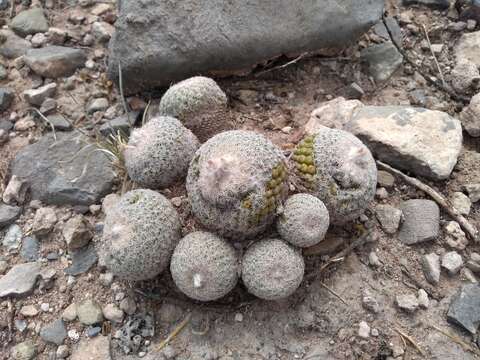 Image of Epithelantha greggii (Engelm.) Orcutt