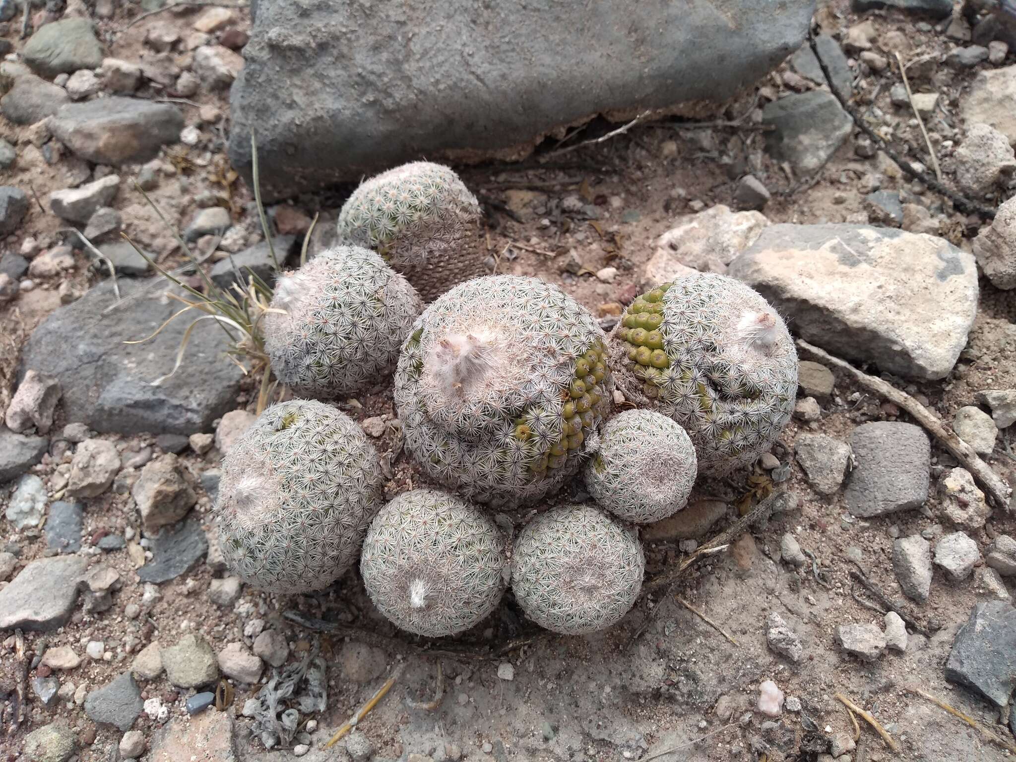 Image of Epithelantha greggii (Engelm.) Orcutt