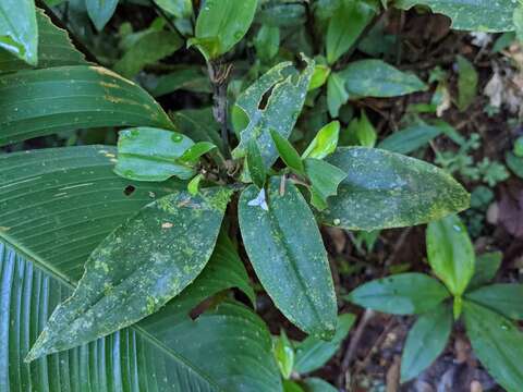 Image of Tradescantia schippii D. R. Hunt