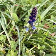 Image of Bellevalia dubia subsp. boissieri (Freyn) Feinbrun