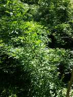 Image of Fiveleaf aralia