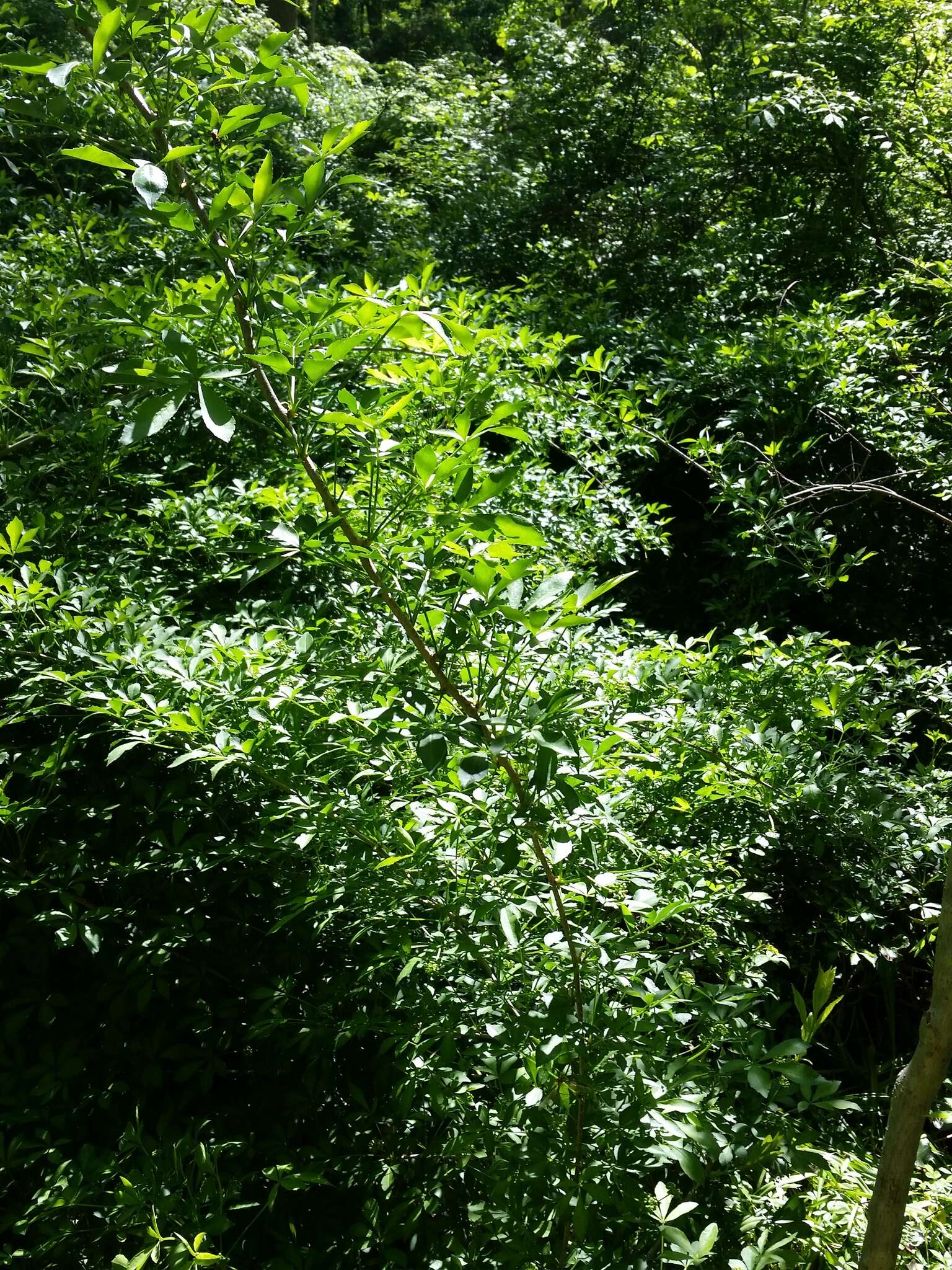 Image of Fiveleaf aralia