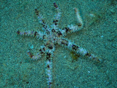 Image of white starfish