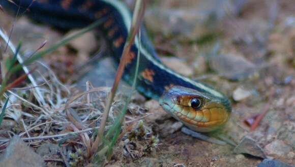 Plancia ëd Thamnophis sirtalis concinnus (Hallowell 1852)