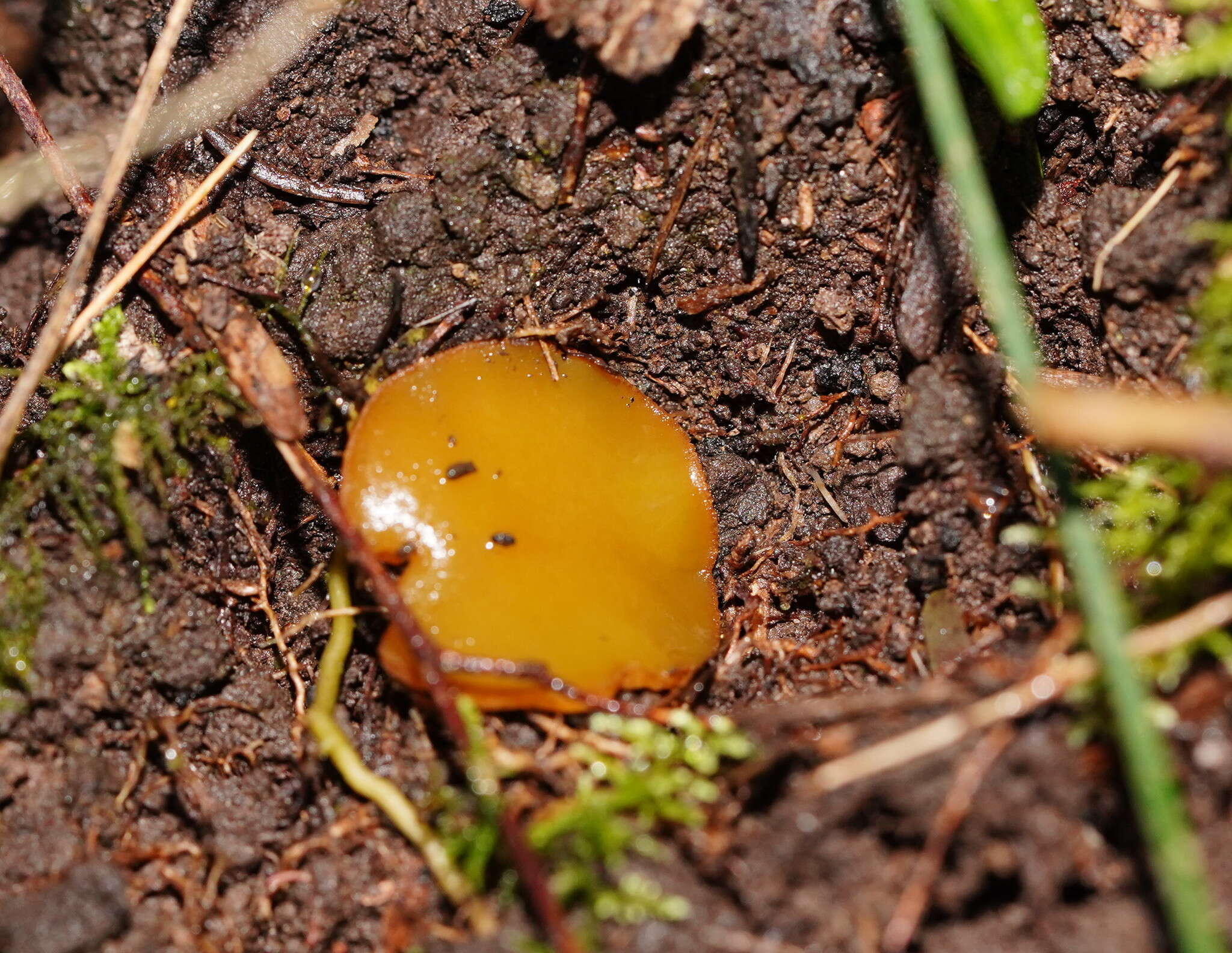 Image of Aleurina ferruginea (W. Phillips) W. Y. Zhuang & Korf 1986