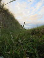 Image of Brachiaria subrostrata A. Camus