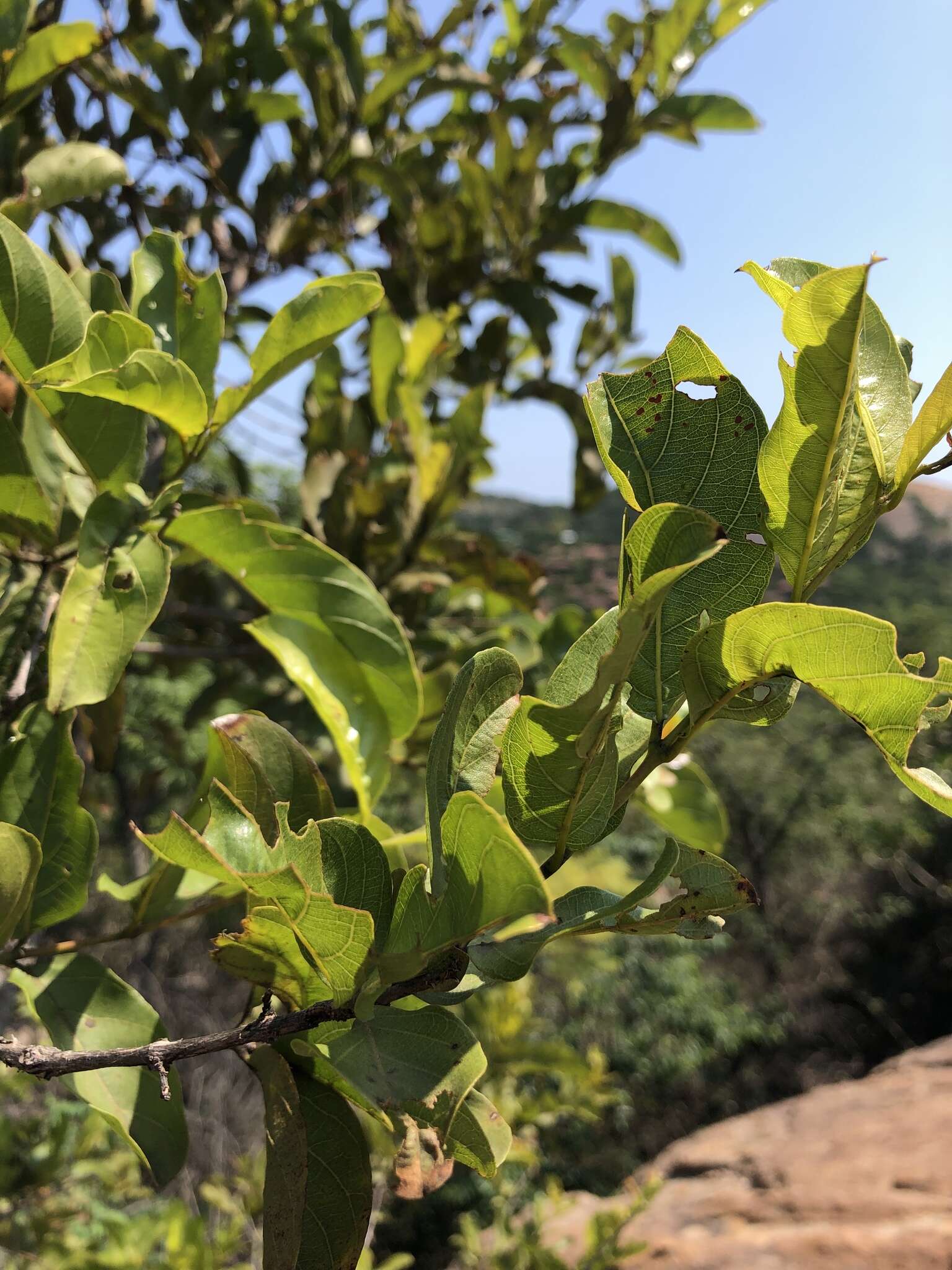 Image of Red bushwillow