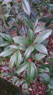 صورة Ardisia cornudentata Mez