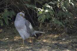 Image of Pallid Harrier