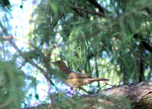 Imagem de Turdus grayi Bonaparte 1838