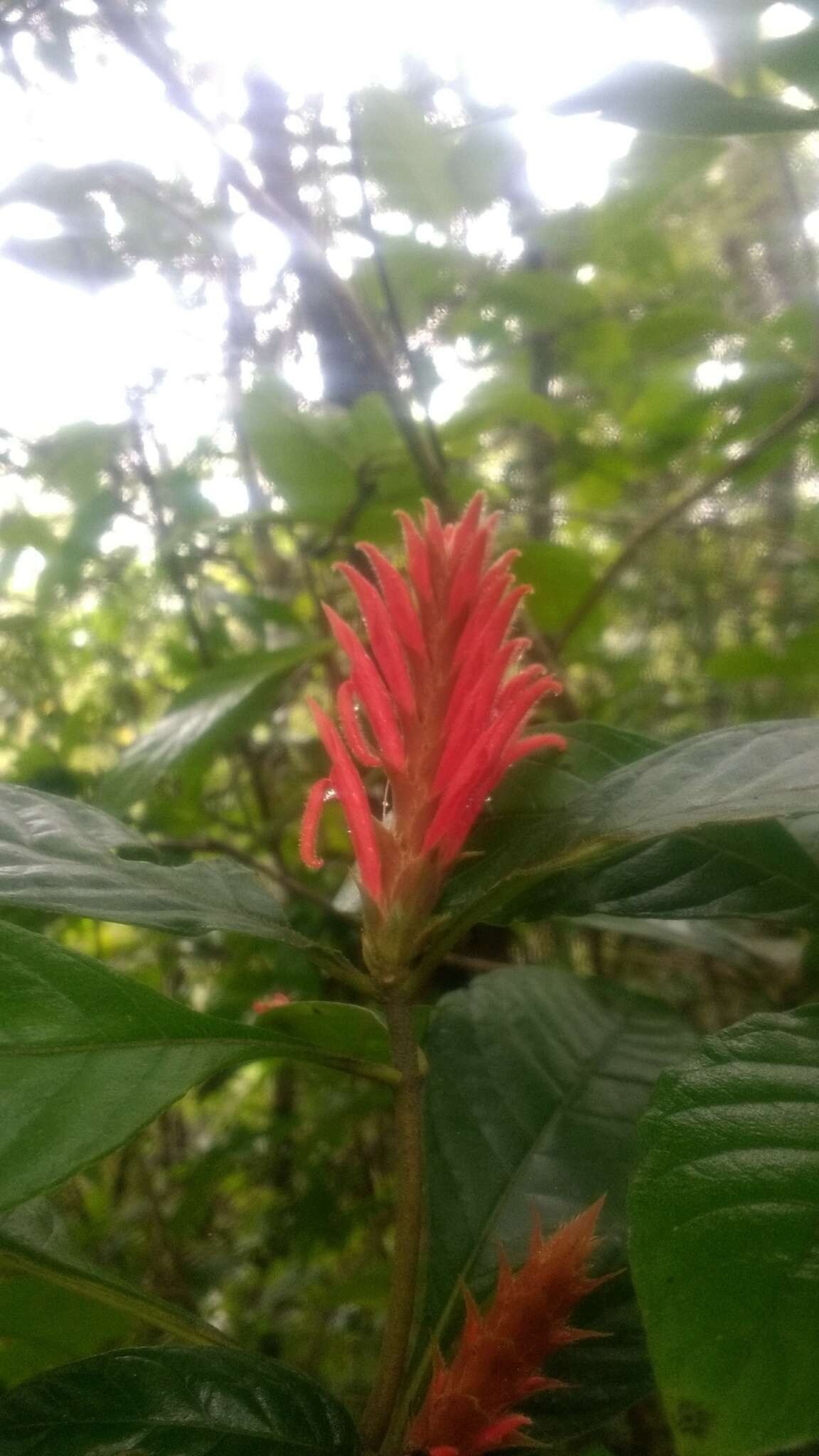 Image de Aphelandra scabra (Vahl) Sm.