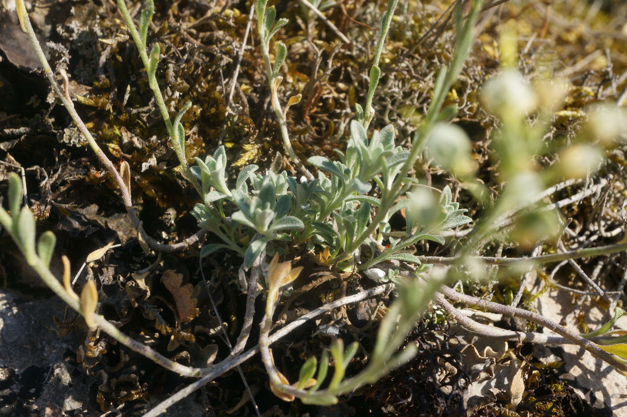 Sivun Alyssum calycocarpum Rupr. kuva