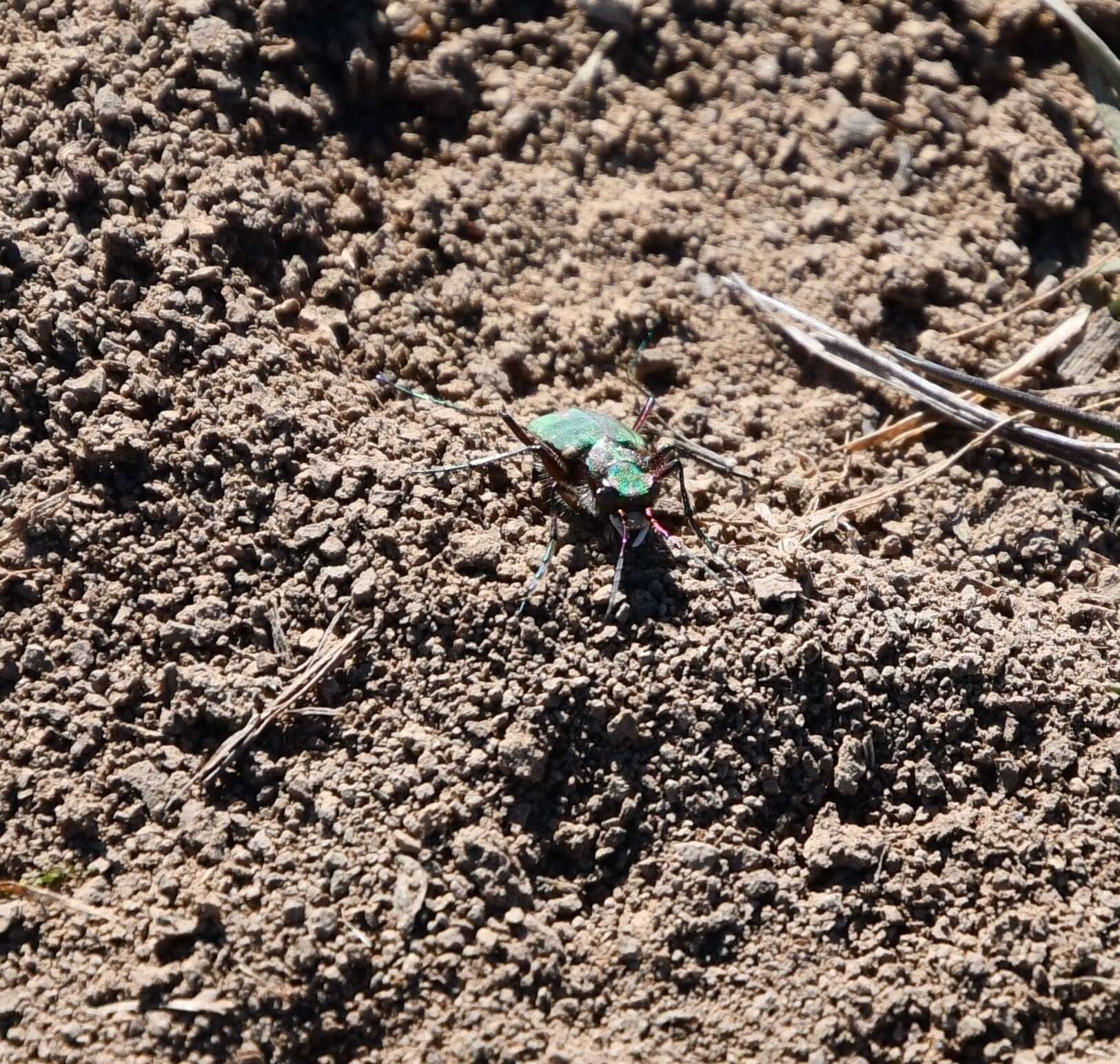 Image of Cicindela (Cicindela) campestris pontica Fischer von Waldheim 1828