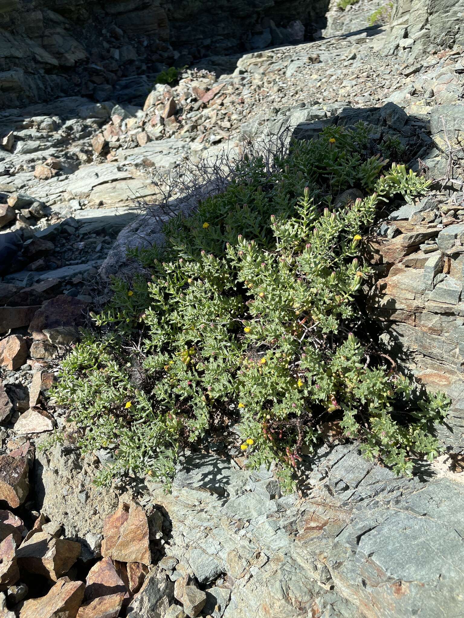 Image of Bajacalia tridentata (Benth.) Loockerman, B. L. Turner & R. K. Jansen