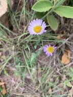 Image of Afroaster serrulatus (Harv.) J. C. Manning & Goldblatt