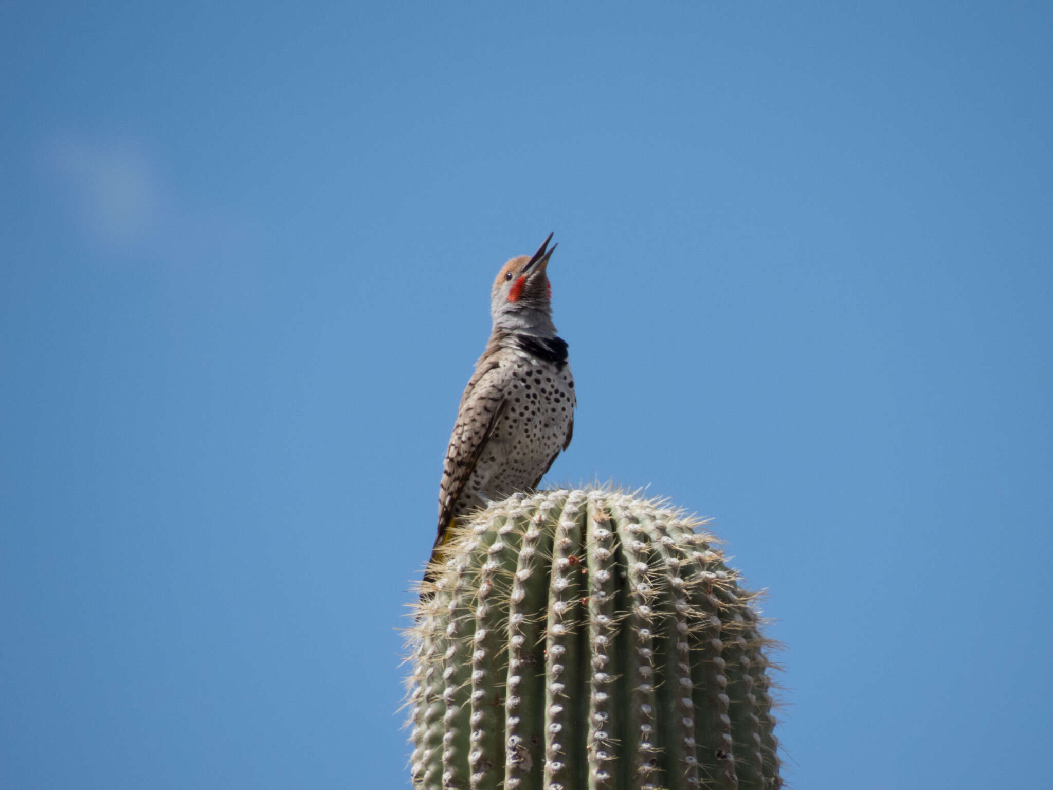 Image of Gilded Flicker