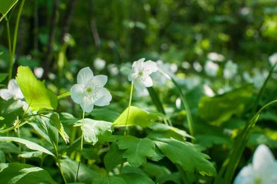 Image of Anemone udensis Trautv. & C. A. Mey.