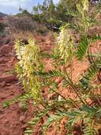 Imagem de Astragalus racemosus Pursh