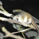Image of Goodman's Mouse Lemur