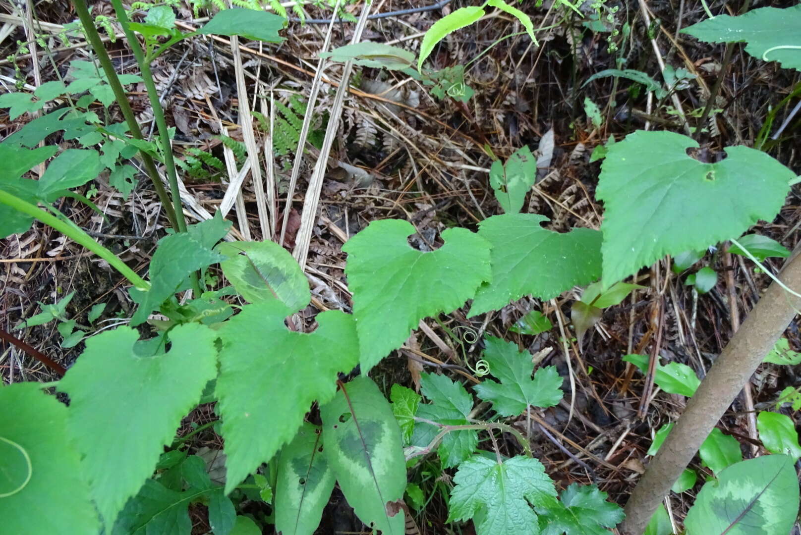 Image of Thladiantha nudiflora Hemsl.