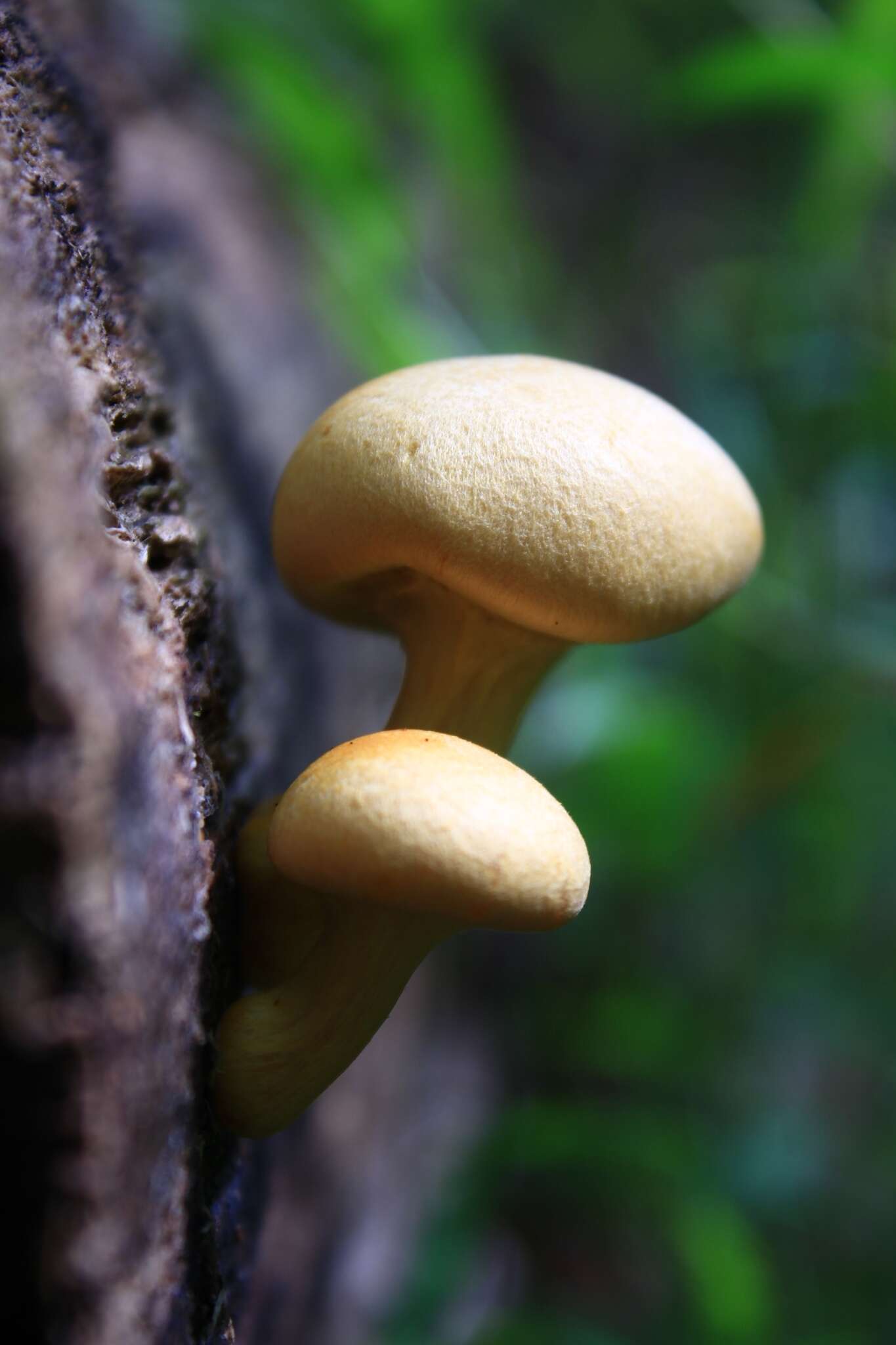 Image of Gymnopilus luteus (Peck) Hesler 1969