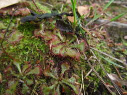 Image of dwarf sundew