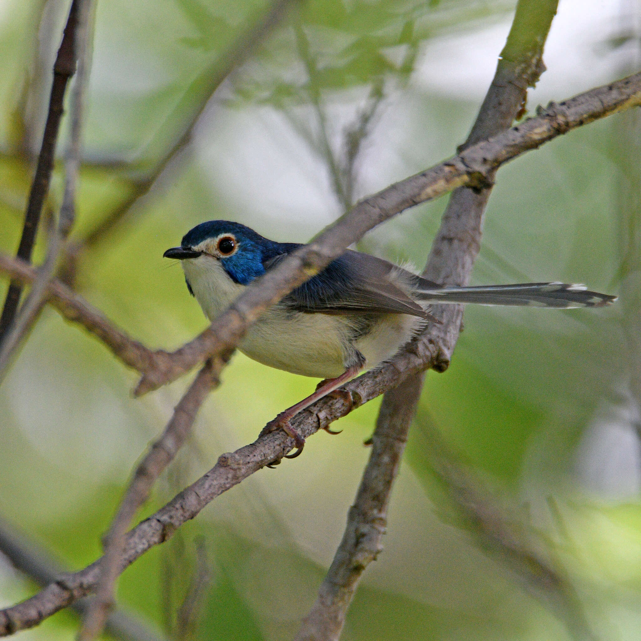 Слика од Malurus amabilis Gould 1852