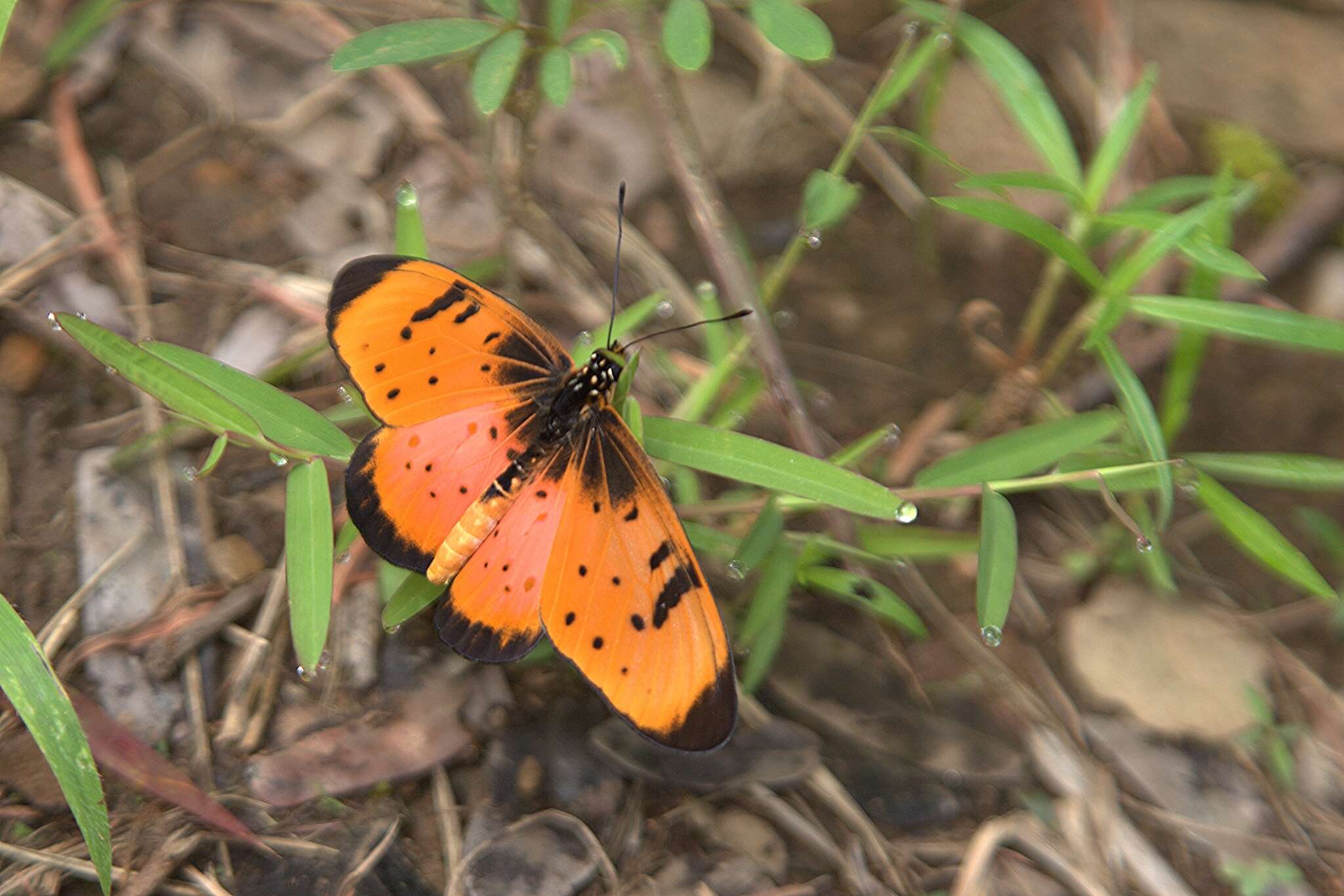 Image de Acraea natalica Boisduval 1847