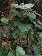 Image de Pericallis appendiculata (L. fil.) B. Nord.