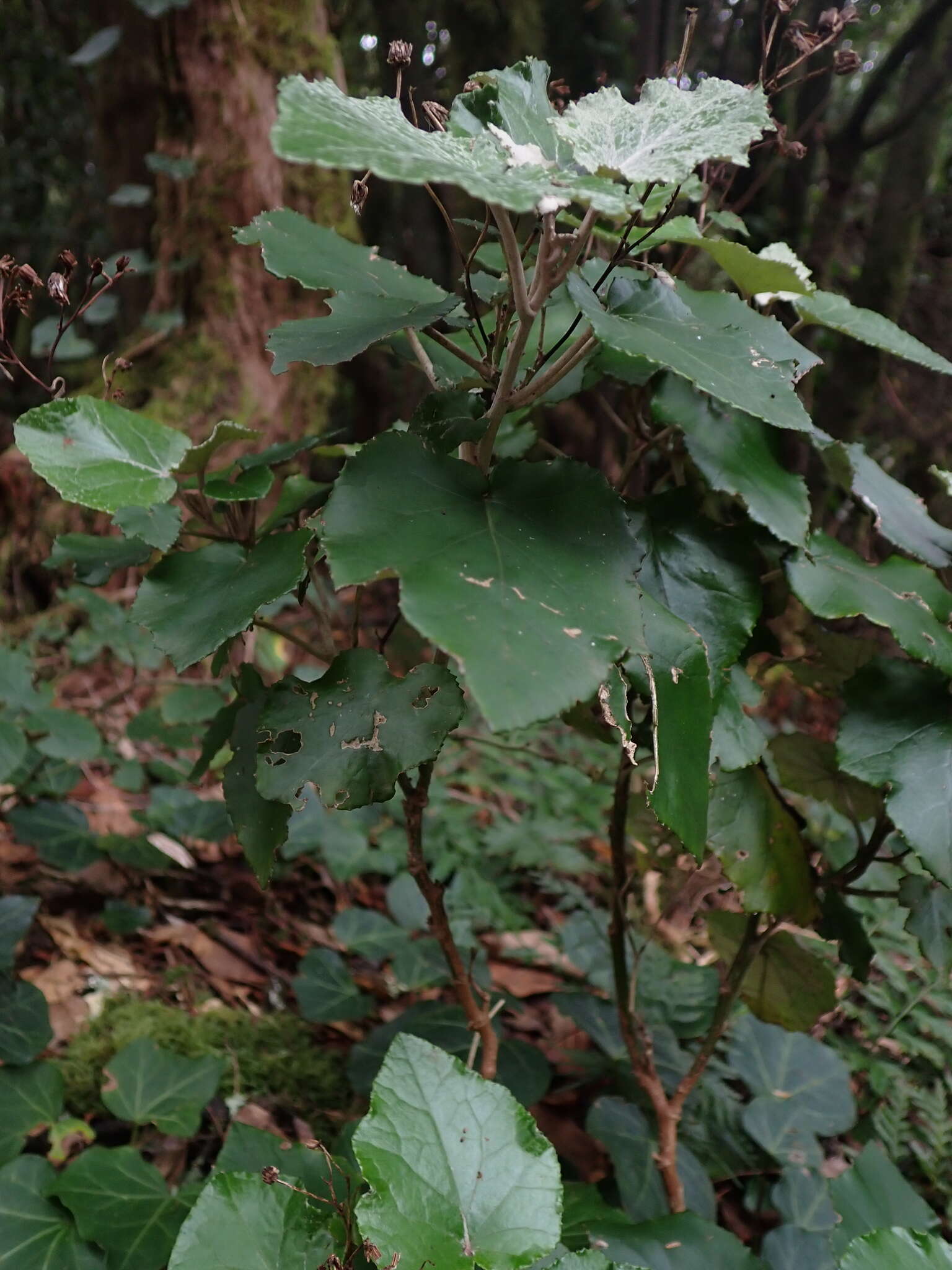 Image of Pericallis appendiculata (L. fil.) B. Nord.