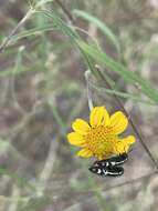 Image of Acmaeodera amabilis Horn 1878