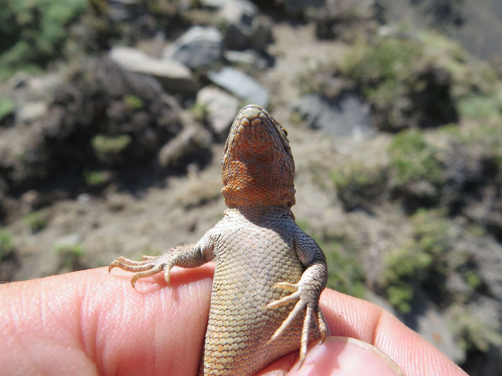 Image of Ruibal's Tree Iguana