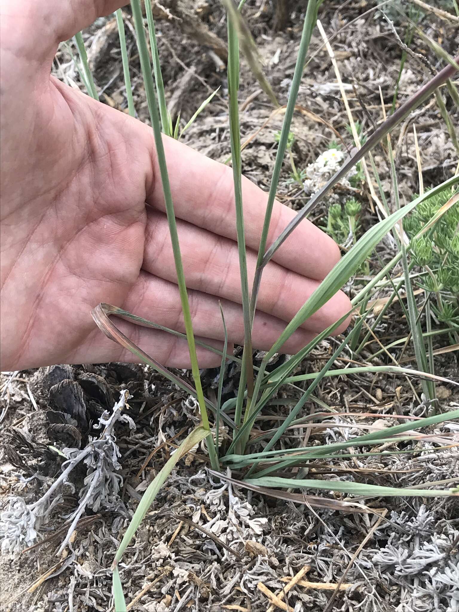 Plancia ëd Bromus porteri (Coult.) Nash