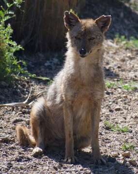 Image of Syrian jackal