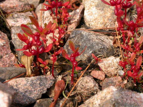 Image of lowland rotala