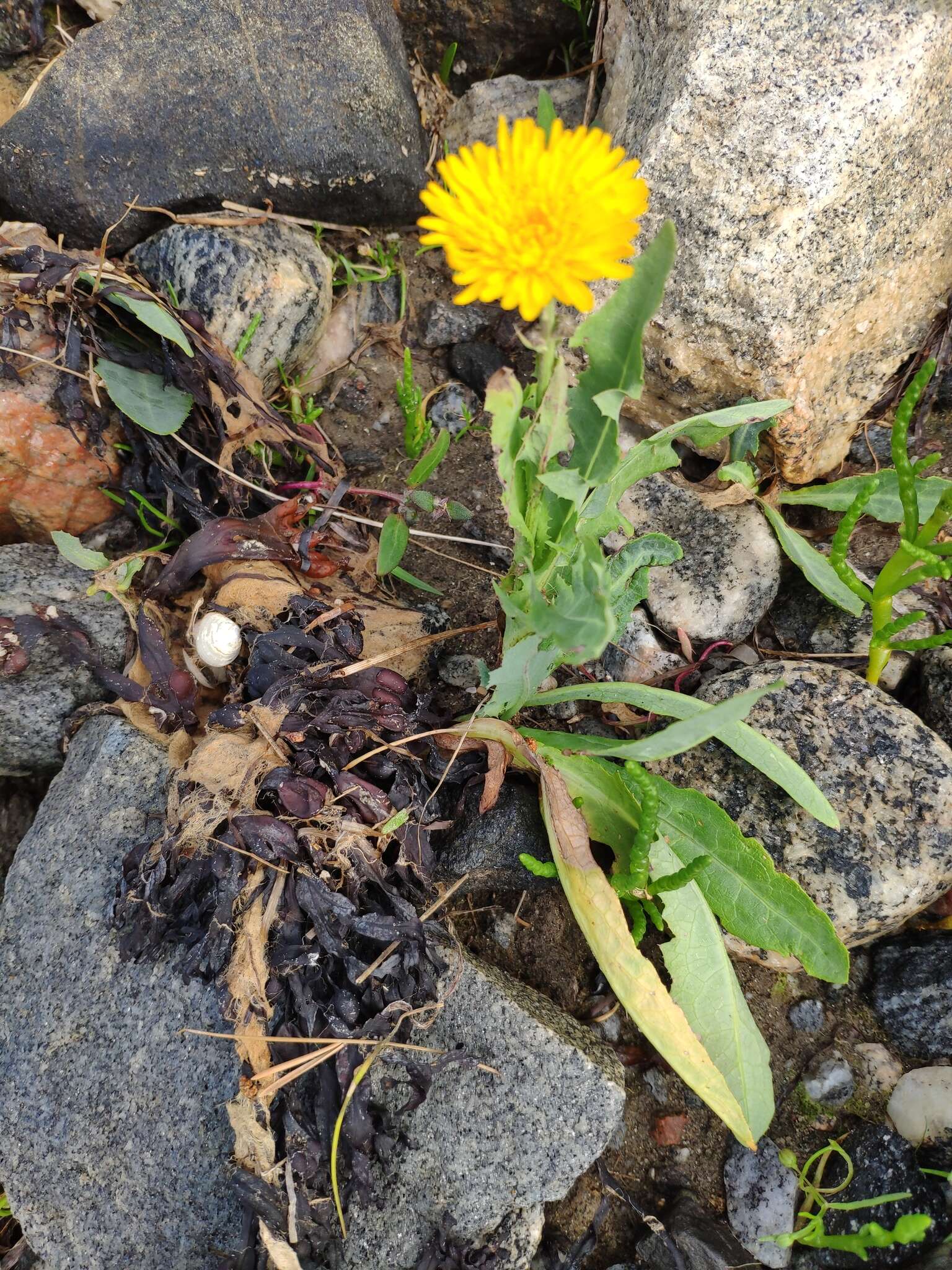 Plancia ëd Sonchus arvensis subsp. humilis (N. I. Orlova) N. N. Tzvel.